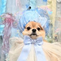 何をかぶってるの…？
