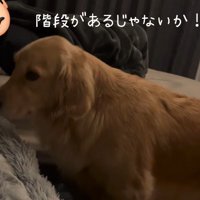ベッドへの階段を発見