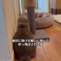 しゃがむ猫