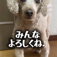 正面を向いて立つ犬
