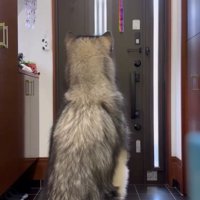 姿勢よく座るシンバくん