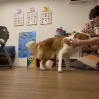 立ち上がった犬の首を撫でる飼い主