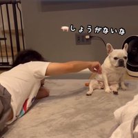 飼い主に撫でてもらう小型犬