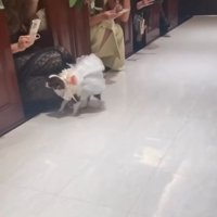近寄っていくチワワ