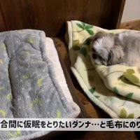 てんぽさんが毛布の上でリラックス