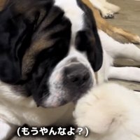 子犬と顔を寄せ合う大型犬