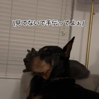 「見てないで助けて」