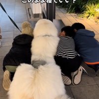 可愛い後ろ姿たち