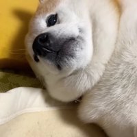 なでてもらえた♡