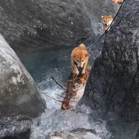 ナラちゃんとソラくんの沢登り4