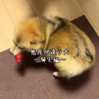 あずきちゃんの態度の違い4