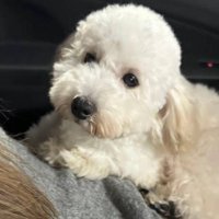 女性の腹の上に乗る犬