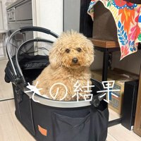 キャリーバッグの中に座る犬