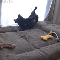 マットレスの上で跳ねるフレンチブルドッグ