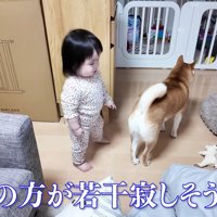 切ない背中のきなこちゃん