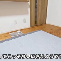 はっちゃんまで登場！！