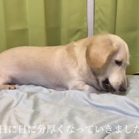 ダンボールは徐々に厚くなっていった