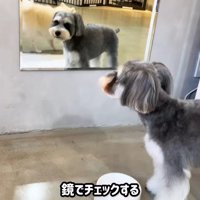 トリミング後のなぎちゃん4