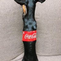 正体はパピー期のニコちゃん♪