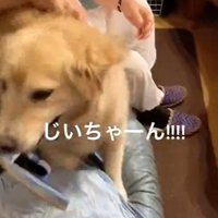 スリッパを咥えるりんちゃん