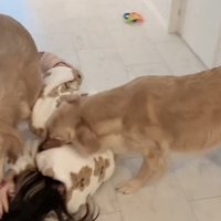 女性の顔に詰め寄るゴールデン2匹