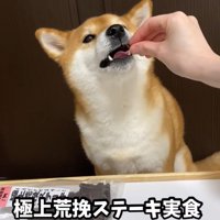 おやつを食べる犬