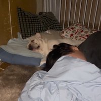 布団に寝る犬