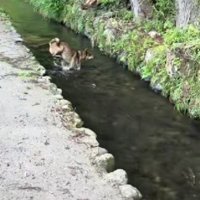 川の飛び込みも余裕♪