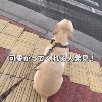 横断歩道の前で座る犬