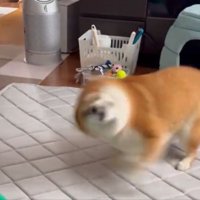 チワワ