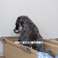 元繁殖犬のルアナちゃん