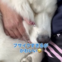 お顔がぎゅむっ