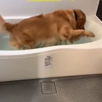 お風呂に入る犬1