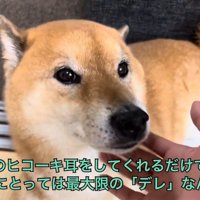 ヒコーキ耳でちょっと嬉しさを表現♪