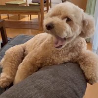 大きなあくび！