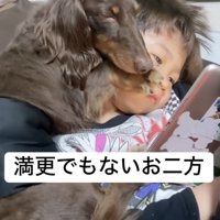 タブレットを見る男の子の上で眠るダックス