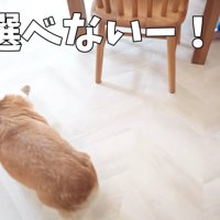 おやつも食べたい！！