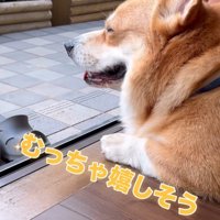 とても嬉しそうな犬