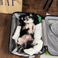スーツケースに入っている小型犬