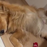 猫の行動を真似するように