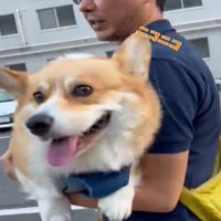 うれしそうな犬1