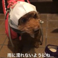 マスクを頭にかぶせてみた
