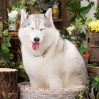 ニコニコ