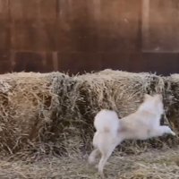 いなくなったワンコ