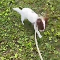 お散歩の練習中