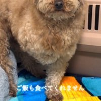 目の前に出されたごはんの入った器をちらちらと眺める犬
