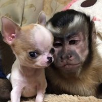 子犬を優しく見つめる猿