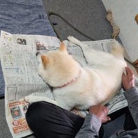 白柴