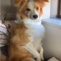 カメラを見つめる犬