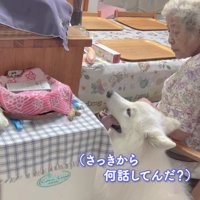 ニコニコのアイスちゃん